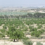 Spain is the second largest almond producer in the world after USA