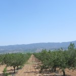 Almonds new crop 2012/2013